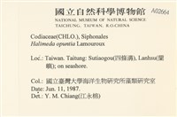 仙掌藻, 海仙人掌藏品圖，第2張