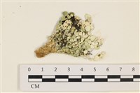 仙掌藻, 海仙人掌藏品圖，第1張