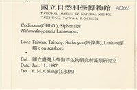 仙掌藻, 海仙人掌藏品圖，第2張