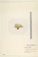 仙掌藻, 海仙人掌藏品圖，第3張