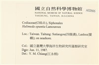 仙掌藻, 海仙人掌藏品圖，第2張