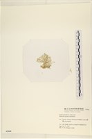 仙掌藻, 海仙人掌藏品圖，第3張