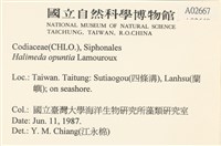 仙掌藻, 海仙人掌藏品圖，第2張