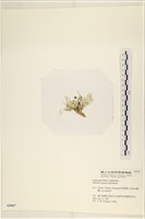 仙掌藻, 海仙人掌藏品圖，第3張