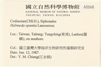 仙掌藻, 海仙人掌藏品圖，第2張