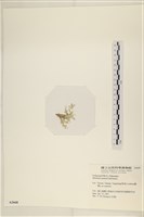 仙掌藻, 海仙人掌藏品圖，第3張