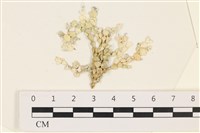 仙掌藻, 海仙人掌藏品圖，第1張