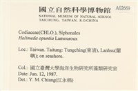 仙掌藻, 海仙人掌藏品圖，第2張