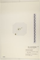 仙掌藻, 海仙人掌藏品圖，第3張