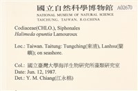 仙掌藻, 海仙人掌藏品圖，第2張