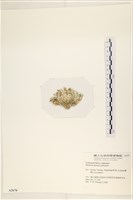 仙掌藻, 海仙人掌藏品圖，第3張