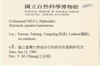 仙掌藻, 海仙人掌藏品圖，第2張