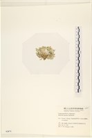 仙掌藻, 海仙人掌藏品圖，第3張