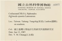 仙掌藻, 海仙人掌藏品圖，第2張