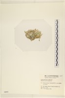 仙掌藻, 海仙人掌藏品圖，第3張