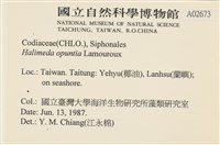 仙掌藻, 海仙人掌藏品圖，第2張