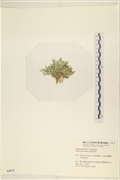 仙掌藻, 海仙人掌藏品圖，第3張