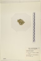 仙掌藻, 海仙人掌藏品圖，第3張