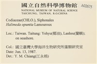 仙掌藻, 海仙人掌藏品圖，第2張
