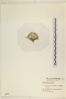 仙掌藻, 海仙人掌藏品圖，第3張