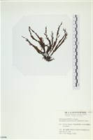 登錄號:A00002690藏品圖，第3張