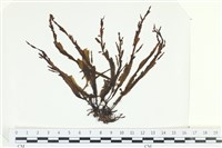 登錄號:A00002690藏品圖，第1張