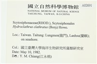 網胰藻藏品圖，第2張