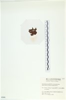 網胰藻藏品圖，第3張