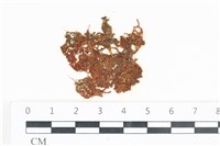 網胰藻藏品圖，第1張