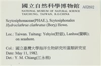 網胰藻藏品圖，第2張