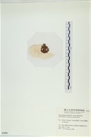 網胰藻藏品圖，第3張