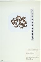 登錄號:A00002693藏品圖，第3張