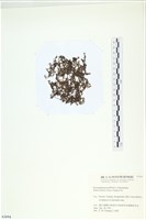 登錄號:A00002694藏品圖，第3張