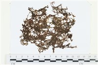 登錄號:A00002694藏品圖，第1張