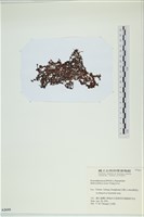 登錄號:A00002695藏品圖，第3張