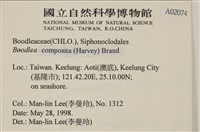 鹿角沙菜, 鹿角棘糊藻藏品圖，第2張