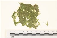 鹿角沙菜, 鹿角棘糊藻藏品圖，第1張