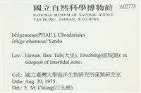 石牙藻, 石牙菜, 鐵釘菜藏品圖，第2張