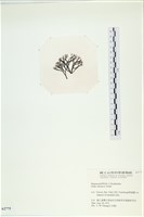 石牙藻, 石牙菜, 鐵釘菜藏品圖，第3張