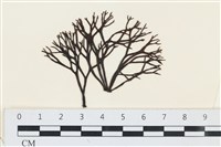 石牙藻, 石牙菜, 鐵釘菜藏品圖，第1張