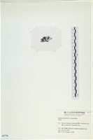 登錄號:A00002776藏品圖，第3張