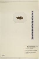 登錄號:A00002879藏品圖，第3張