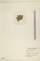 登錄號:A00002883藏品圖，第3張