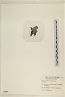 登錄號:A00002884藏品圖，第3張