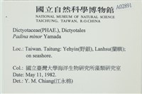 小團扇藻藏品圖，第2張
