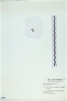 小團扇藻藏品圖，第3張
