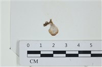 小團扇藻藏品圖，第1張