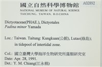 小團扇藻藏品圖，第2張