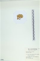 小團扇藻藏品圖，第3張