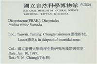 小團扇藻藏品圖，第2張